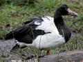 Magpie Goose